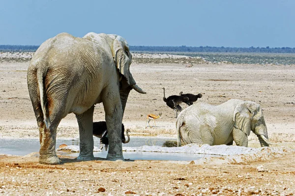 Elefanti Del Deserto Nel Parco Nazionale Etosha Namibia — Foto Stock