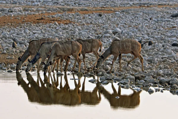 Kudus Bij Waterput Het Etosha National Park Namibië — Stockfoto