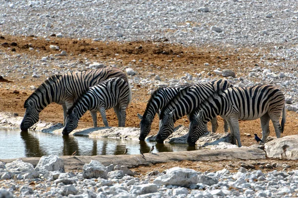 Zebras Στο Εθνικό Πάρκο Etosha Στη Ναμίμπια — Φωτογραφία Αρχείου