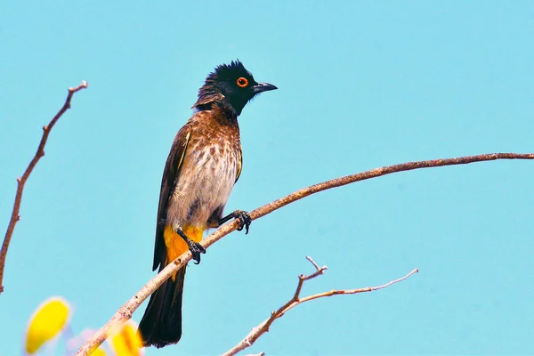 Vacker Fågel Trädet — Stockfoto