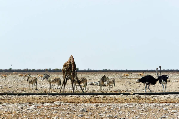 Afrikaanse Giraffen Het Etosha National Park Namibië — Stockfoto