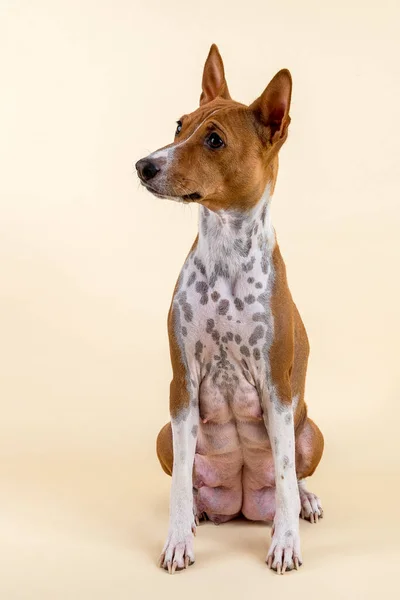 Cute Dog White Studio — Stock Photo, Image