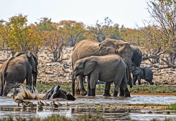 Namibya Daki Etosha Milli Parkı Nda Banyo Yapan Fil Sürüsü — Stok fotoğraf