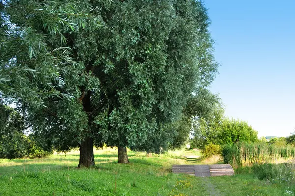 Parktaki Yeşil Ağaçlar — Stok fotoğraf