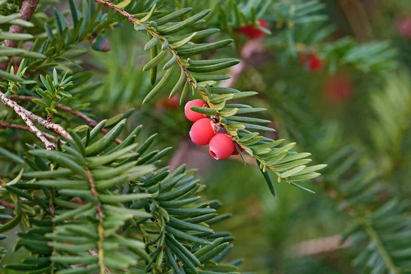 Rote Beeren Auf Einem Baum — Stockfoto