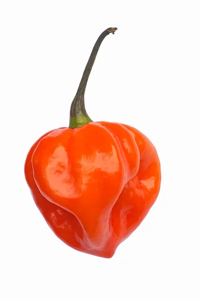 Red Hot Chili Pepper Isolated White Background — Stock Photo, Image