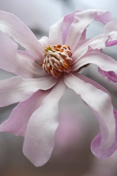 Beautiful Pink Flower Garden — Stock Photo, Image