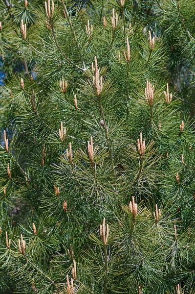 Pine Cone Branches Tree — Stock Photo, Image