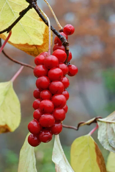 Bir Ağacın Dalında Kırmızı Meyveler — Stok fotoğraf