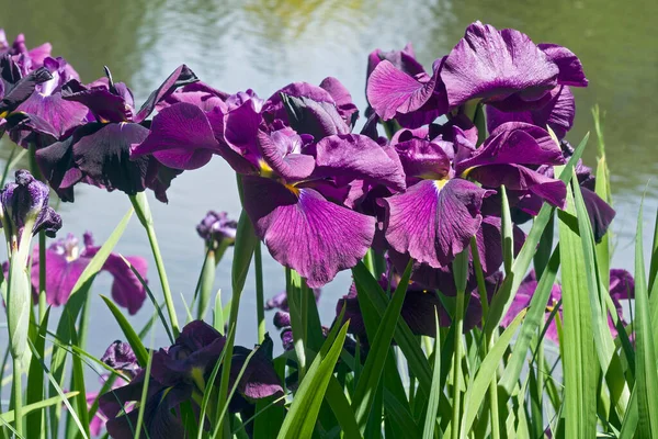 Schöne Lila Irisblüten Garten — Stockfoto
