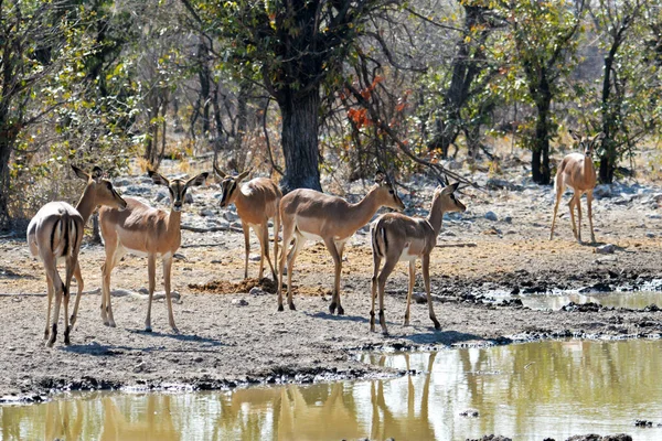 Impala Besättning Etoshas Nationalpark Namibia — Stockfoto