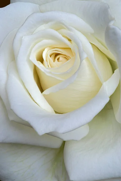 White Rose Vase — Stock Photo, Image
