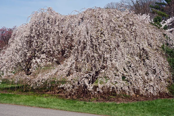 Spring Landscape Trees Flowers — Stock Photo, Image