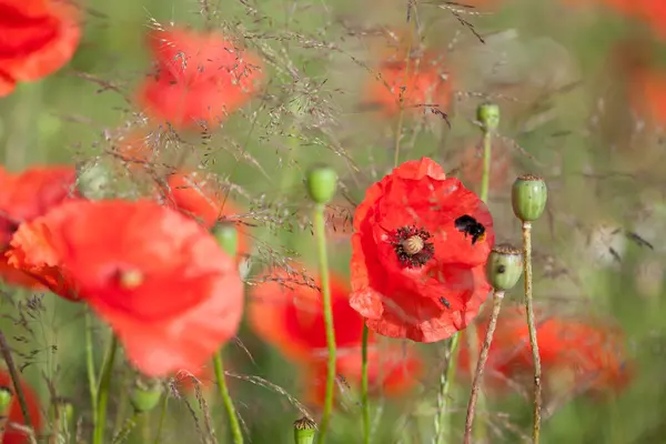 Belles Fleurs Pavot Rouge Dans Prairie — Photo