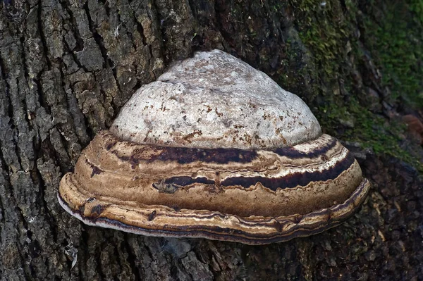 Cogumelo Árvore — Fotografia de Stock