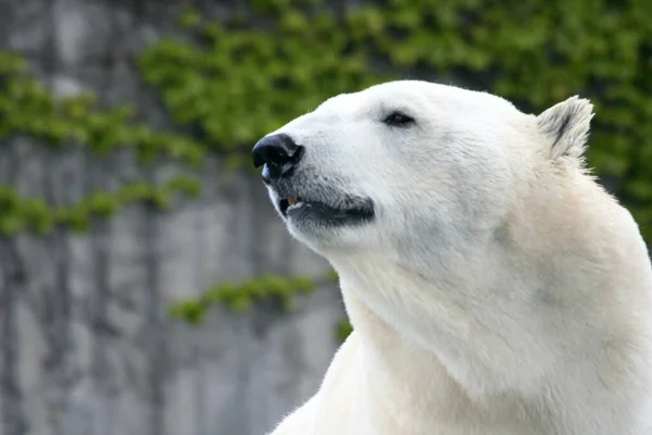 大きなホッキョクグマの詳細ビュー Ursus Martimus — ストック写真