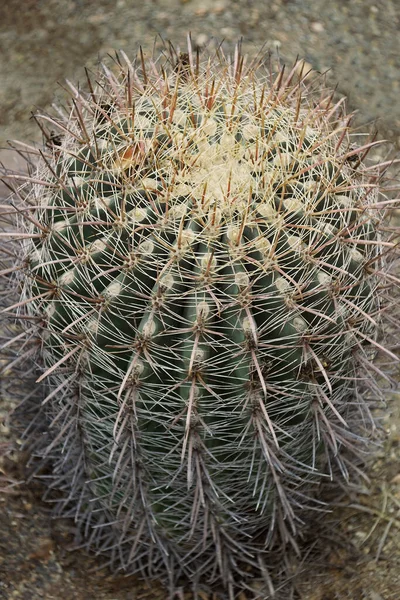 Cactus Giardino — Foto Stock