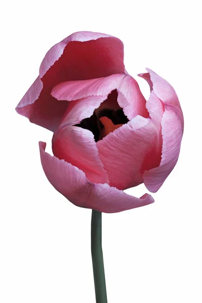 Beautiful Tulip Flower Isolated White Background — Stock Photo, Image