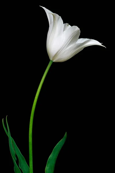 Schöne Weiße Tulpenblume Isoliert Auf Schwarzem Hintergrund — Stockfoto