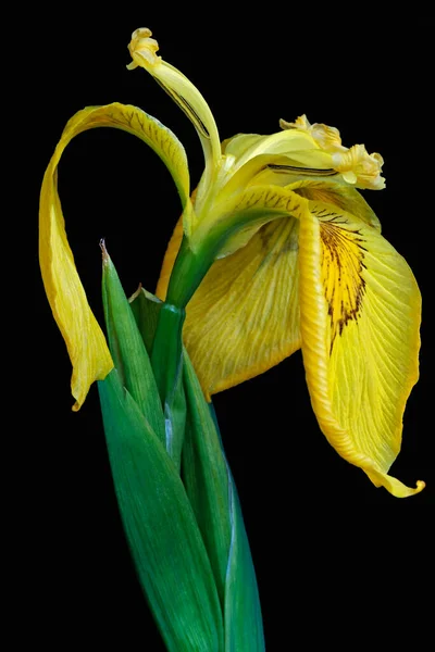 Iris Jaune Isolé Sur Fond Noir — Photo