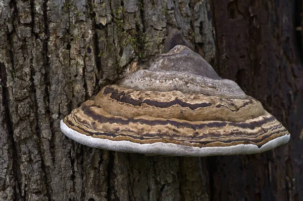 Pilz Auf Dem Baum — Stockfoto