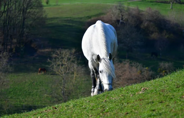 Cheval Blanc Dans Champ — Photo