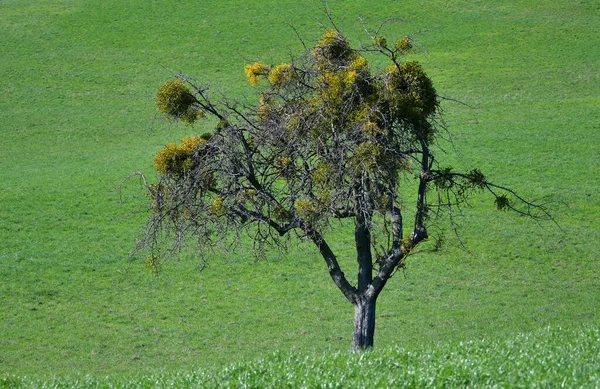 Ένα Γυμνό Δέντρο Στις Αρχές Της Άνοιξης Καλυμμένο Γκι Φόντο — Φωτογραφία Αρχείου