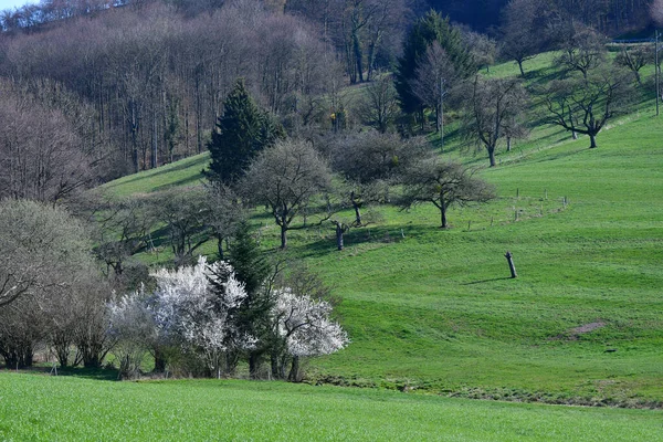 Schöne Landschaft Mit Bäumen Und Grünem Gras — Stockfoto