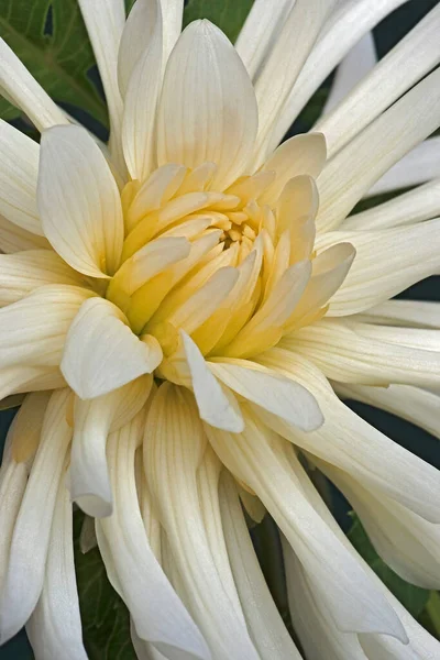 Hermosa Flor Blanca Jardín —  Fotos de Stock