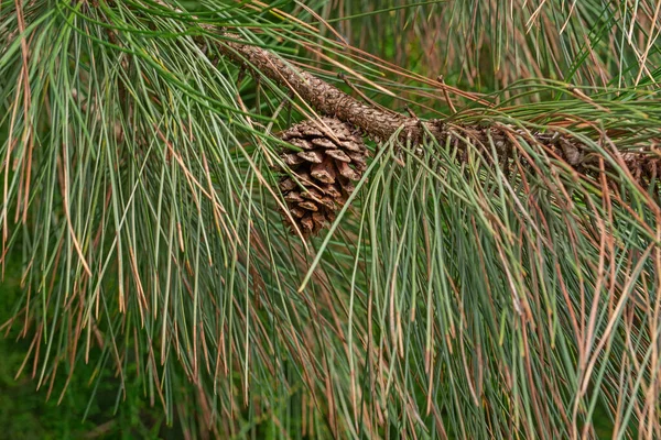 Pine Cone Branch Tree — Stock Photo, Image