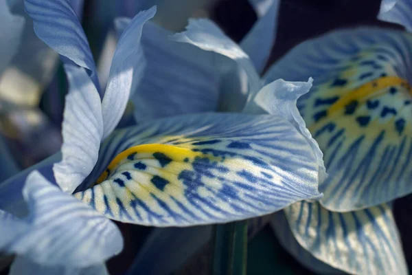 Schöne Botanische Aufnahme Natürliche Tapete — Stockfoto