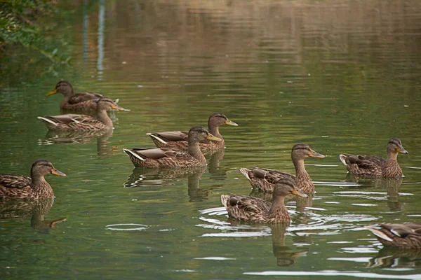 Vízben Úszó Kacsák — Stock Fotó