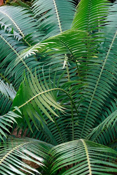Зелене Листя Пальмового Дерева — стокове фото