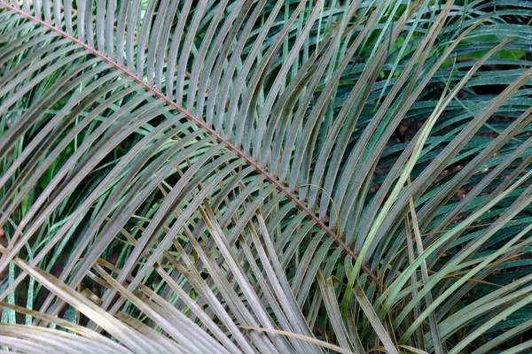 Palm Leaves Garden — Stock Photo, Image
