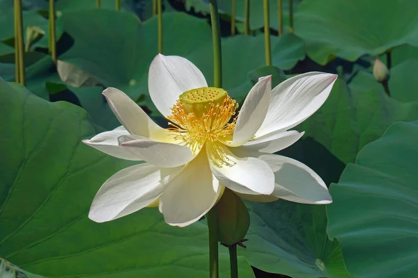 Lotus Flower Pond — Stock Photo, Image