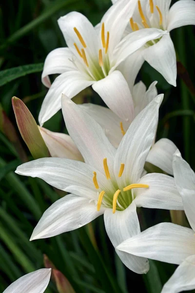 Piękny Biały Kwiat Lilii Ogrodzie — Zdjęcie stockowe