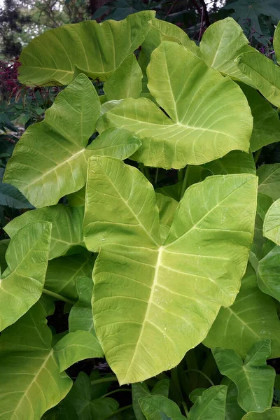 Daun Hijau Dari Tanaman — Stok Foto