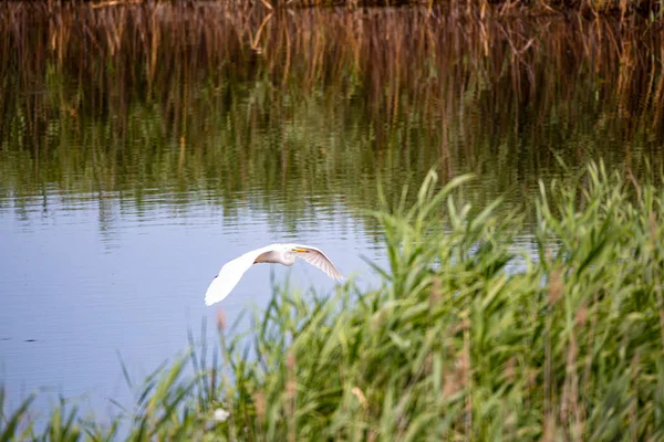 Fehér Heron Mocsárban — Stock Fotó