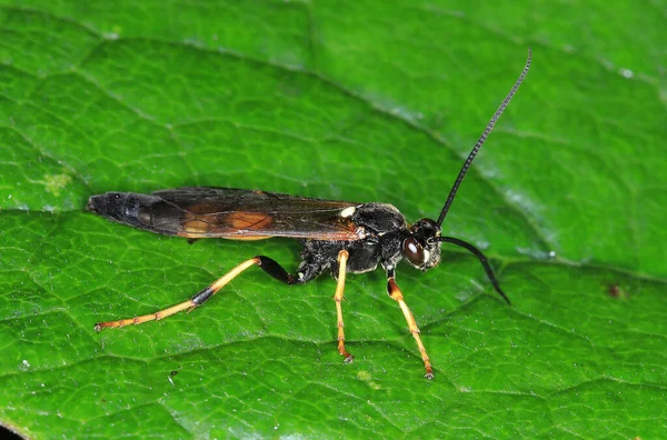 Amblyteles Armatorius Uma Espécie Vespa Parasitária Família Ichneumonidae Que Pode — Fotografia de Stock