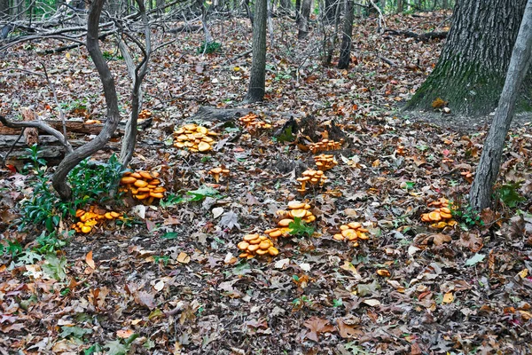 Bosque Otoño Con Hojas Caídas —  Fotos de Stock