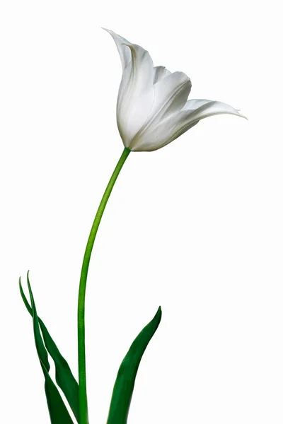 Beyaz Arka Plan Üzerinde Izole Güzel Lale Çiçek — Stok fotoğraf