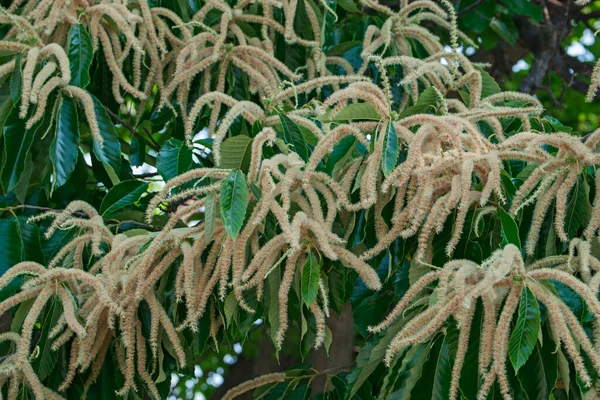 庭の植物の緑の葉 — ストック写真