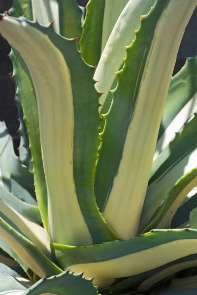 Primer Plano Una Planta Con Una Hoja Verde — Foto de Stock