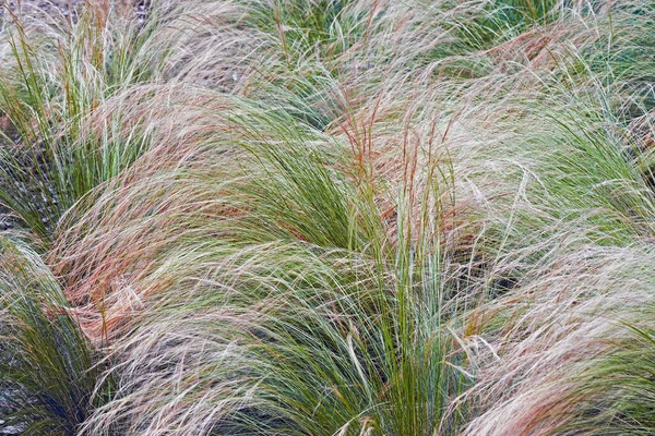 美丽的植物学照片 天然壁纸 — 图库照片