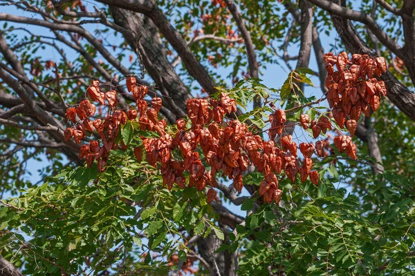 Mooi Botanisch Schot Natuurlijk Behang — Stockfoto