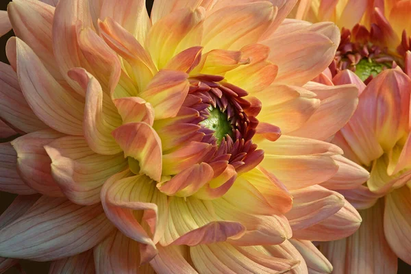 Schöne Blumen Blumiges Konzept Hintergrund — Stockfoto