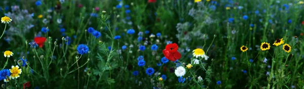 Fiori Campo Colorati Sul Prato Naturale Habitat Api Mellifere Insetti — Foto Stock