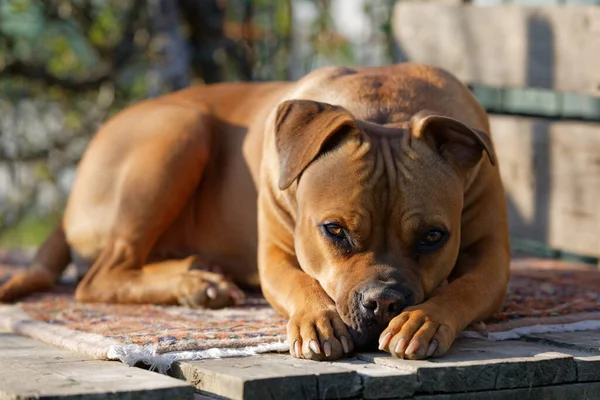 Dog Park — Stock Photo, Image