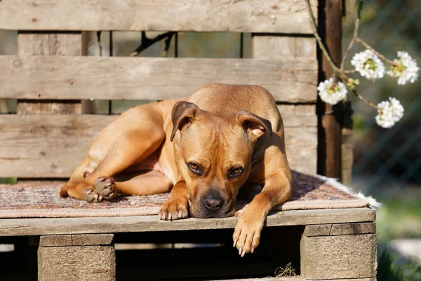 Pitbull Zoals Dog Relaxea Pallet Sun — Stockfoto