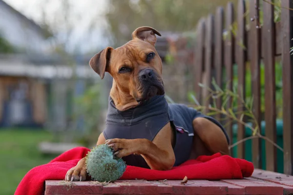 Hond Houdt Zijn Bal Tijdens Het Leggen Een Pellet Tuin — Stockfoto